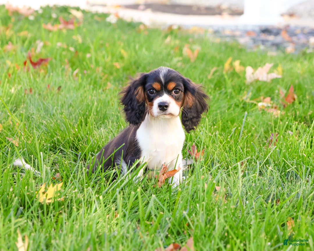 Cavalier King Charles Spaniel dogs for sale: Keeter - Ad 3