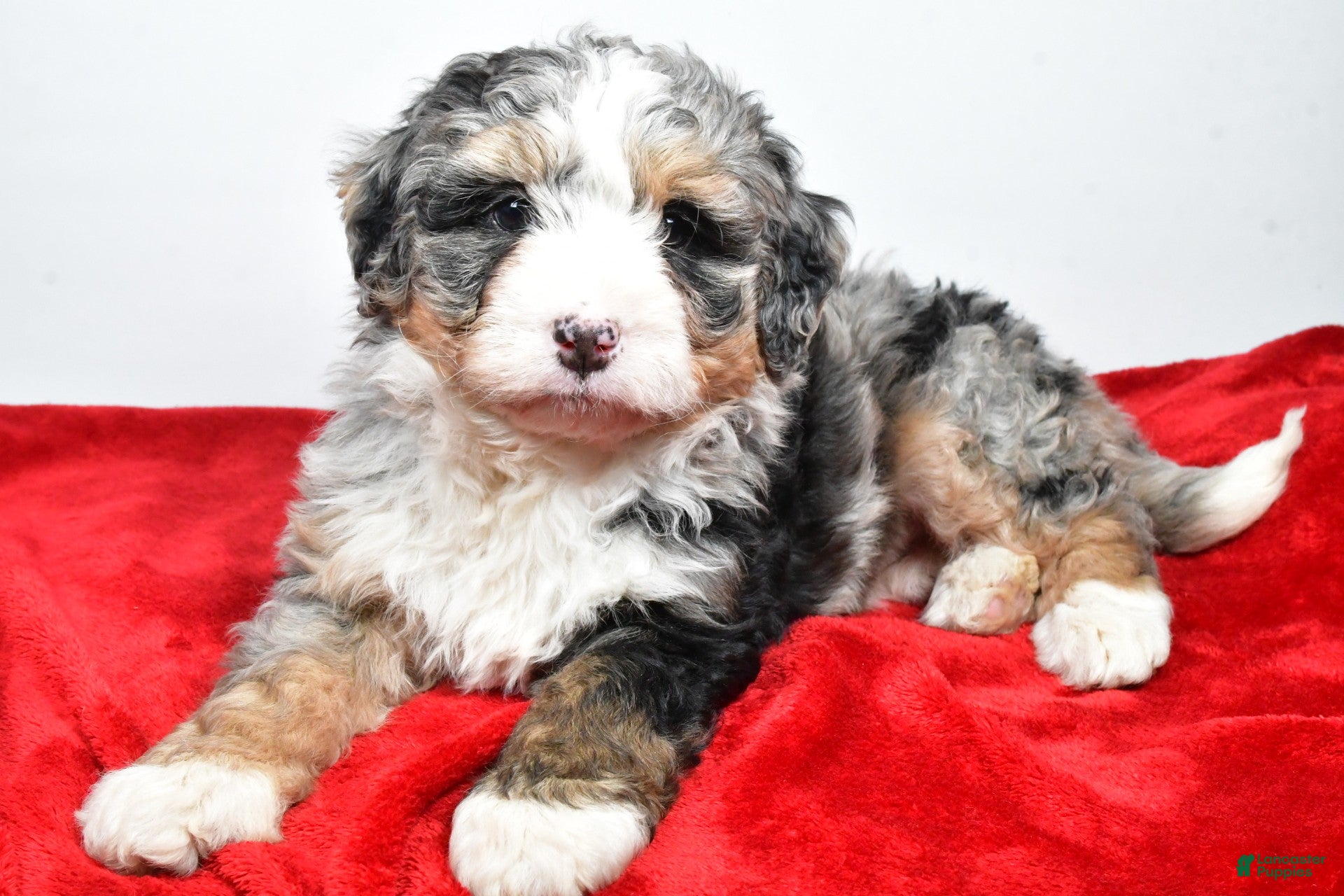 Mini Bernedoodle dogs lucy - Ad 42