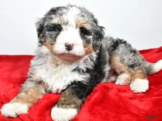 Mini Bernedoodle dogs lucy - Ad 8