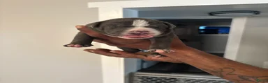 American Bully Puppy 2