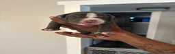 American Bully dogs for sale: American Bully Puppy 2 - Ad 1