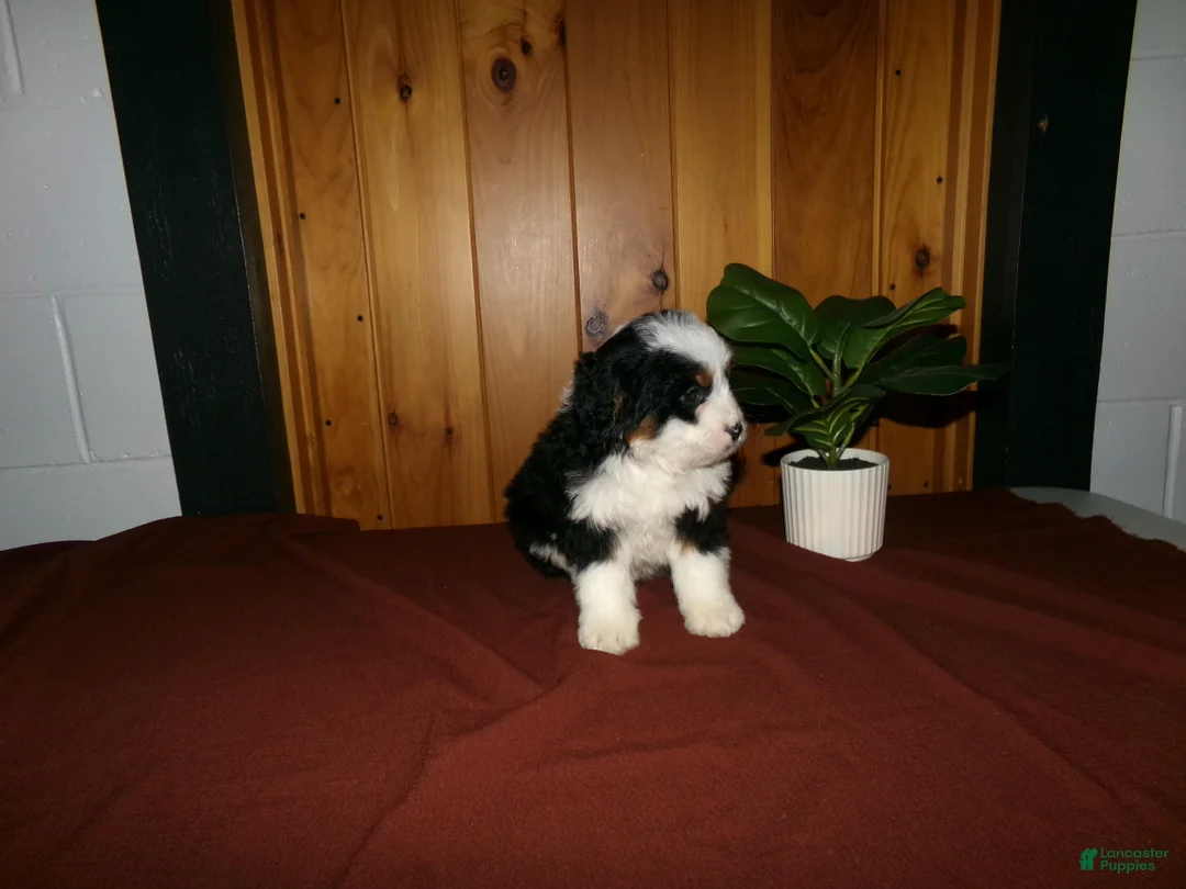 Mini Bernedoodle dogs for sale: Avery - Ad 10