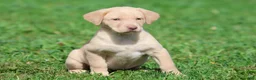 Labrador Retriever dogs for sale: Lemon Tarts - Ad 5