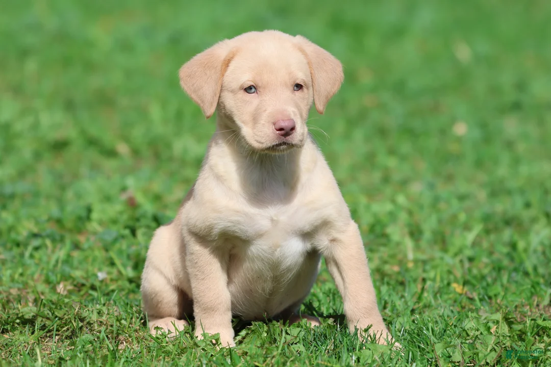 Labrador Retriever dogs for sale: Lemon Tarts - Ad 5