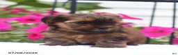 Shorkie dogs for sale: Milky Way - Ad 3