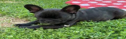 French Bulldog dogs for sale: French Bulldog Male Pup - Ad 18