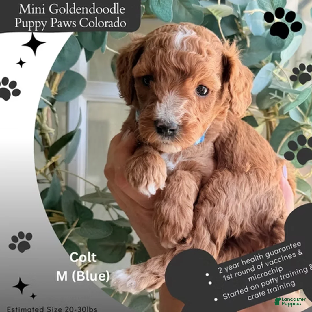 Mini Goldendoodle dogs for sale: Colt - Ad 1