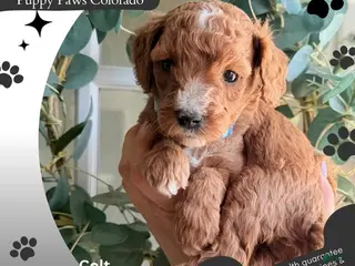 Mini Goldendoodle dogs Colt - Ad 5