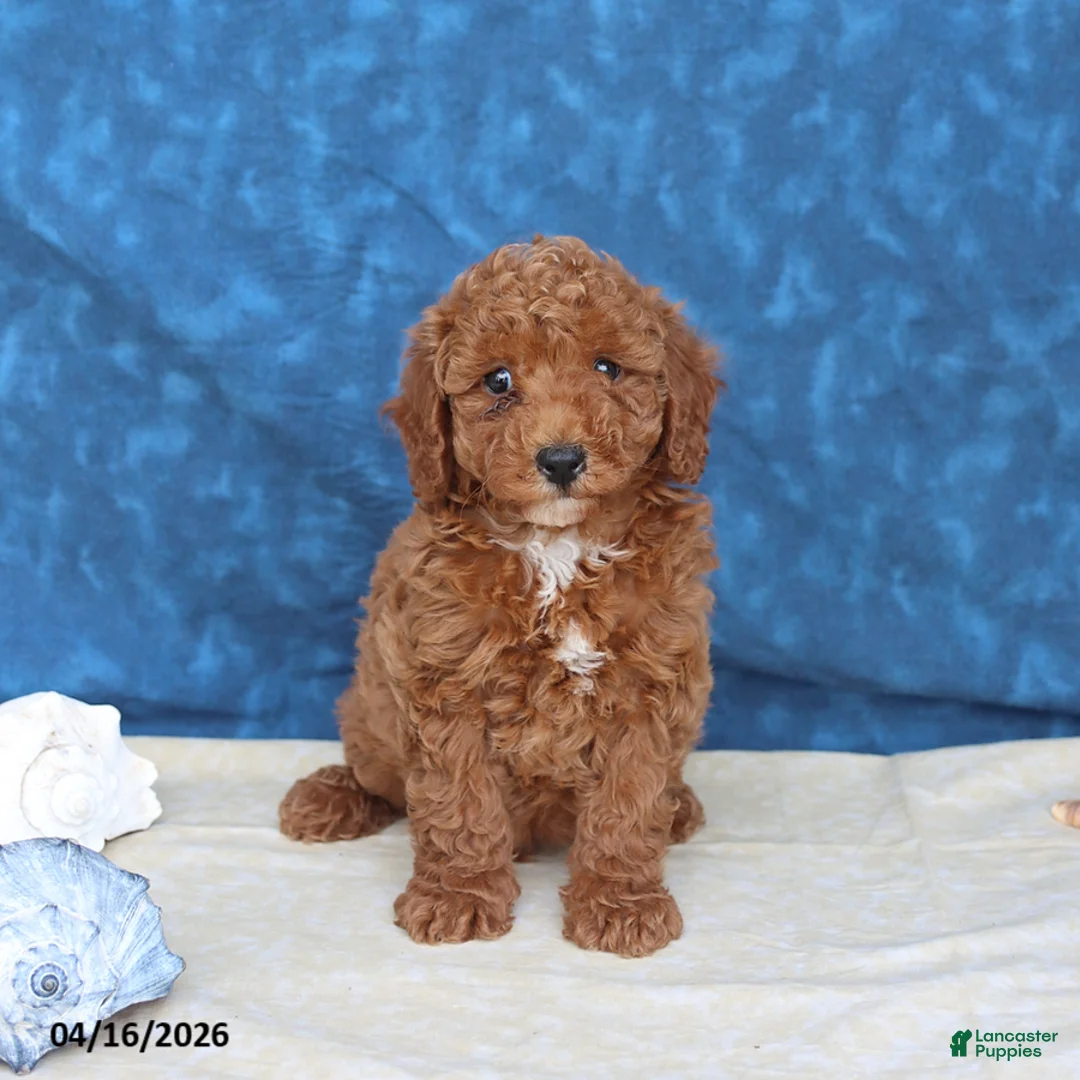 Goldendoodle dogs for sale: Blitz   - Ad 4