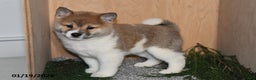 Shiba Inu dogs for sale: Jasper - Ad 2