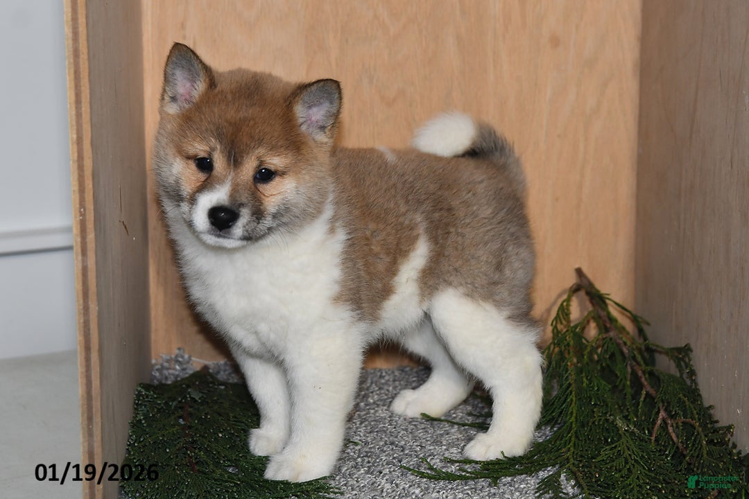 Shiba Inu dogs for sale: Jasper - Ad 2