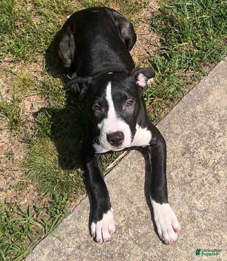 American Bully dogs Snickers  - Ad 1