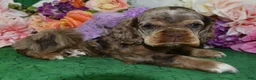 Cocker Spaniel dogs for sale: AKC Lily Chocolate Tan Merle Amerrican Cocker Spaniel Puppy - Ad 3