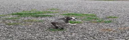 Boston Terrier dogs for sale: Ritzy - Ad 4
