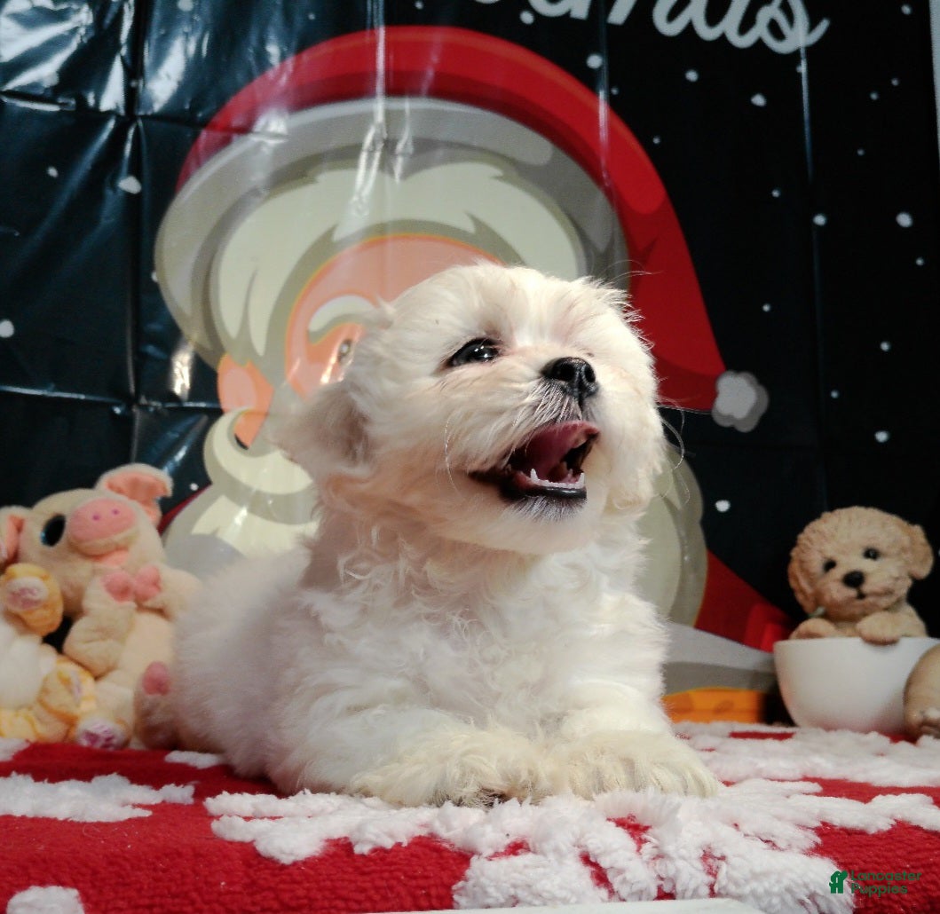 Teddy Bear dogs Teddy Bear Puppy 2 - Ad 32