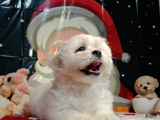 Teddy Bear dogs Teddy Bear Puppy 2 - Ad 30