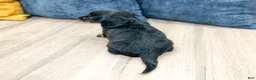 Miniature Dachshund dogs for sale: Jill - Ad 5