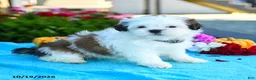 Shih Tzu dogs for sale: Alice - Ad 5