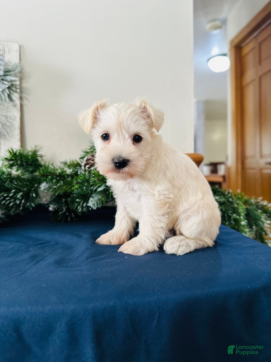 Miniature Schnauzer dogs for sale: Iris - Ad 8