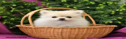 Pomeranian dogs for sale: Lassie - Ad 4