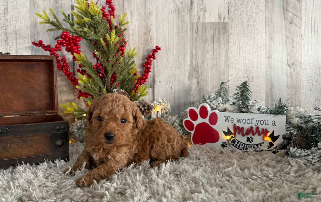 Toy Poodle dogs for sale: Tyson - Ad 4