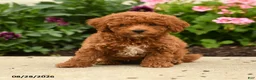 Miniature Poodle dogs for sale: Rosa  - Ad 3