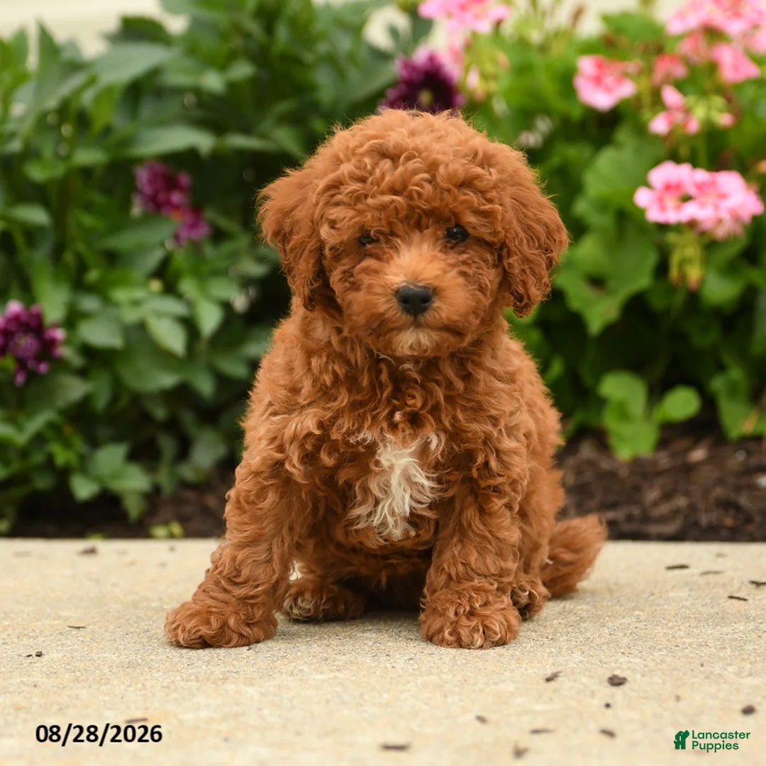 Miniature Poodle dogs for sale: Rosa  - Ad 3