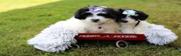 Maltipoo dogs for sale: Dexter  - Ad 17