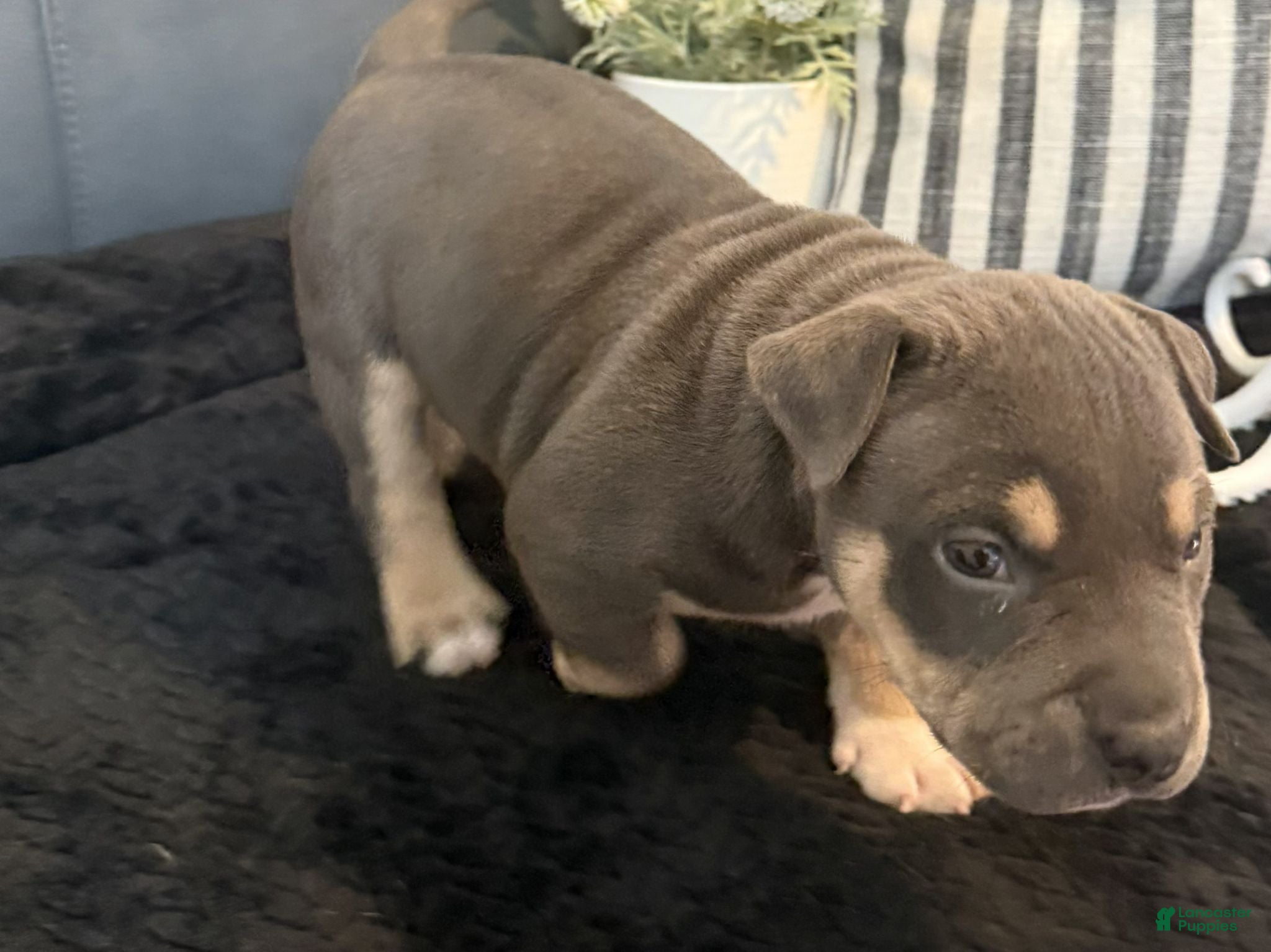 American Bully dogs Leviathan  - Ad 2