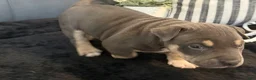 American Bully dogs for sale: Leviathan  - Ad 4