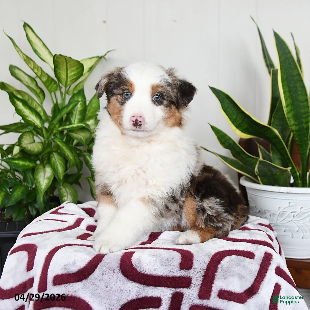 Australian Shepherd dogs for sale: Willow - Ad 1