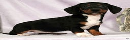Miniature Dachshund dogs for sale: Skye - Ad 7