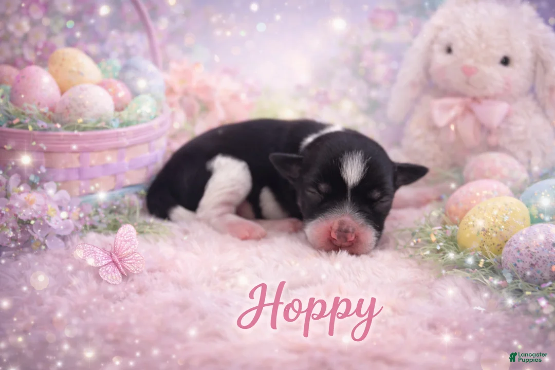 Miniature Schnauzer dogs for sale: Hoppy - Ad 1