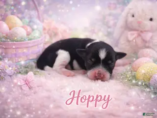 Miniature Schnauzer dogs for sale: Hoppy - Ad 1