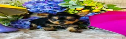 Yorkshire Terrier dogs for sale: MiMi - Ad 9