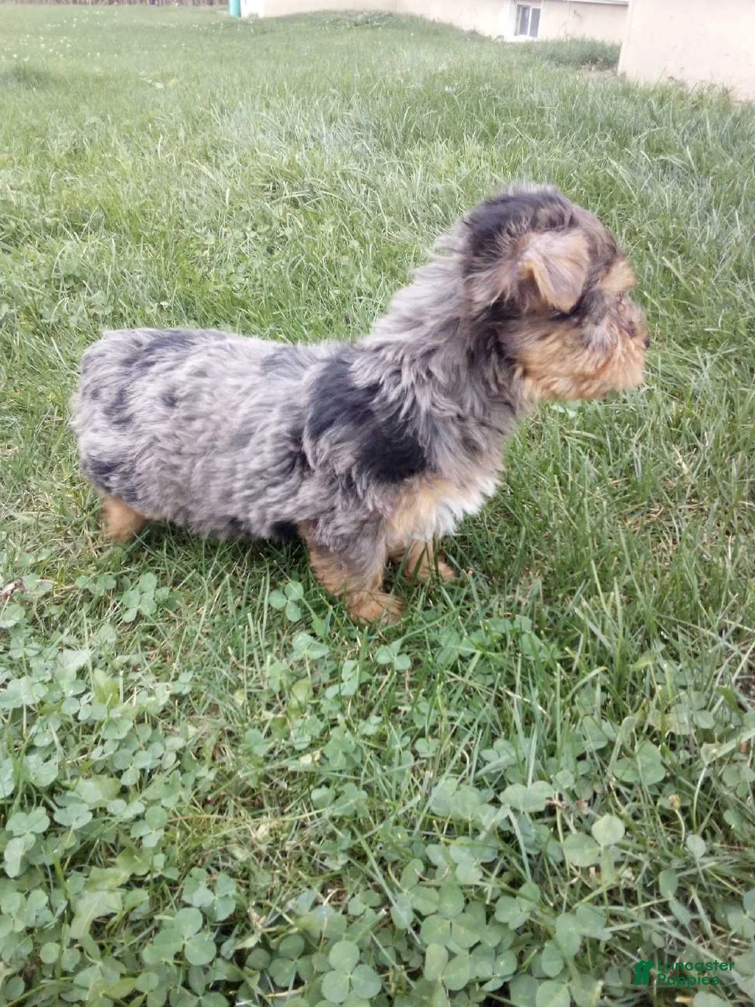 Yorkshire Terrier dogs for sale: Rufas - Ad 5