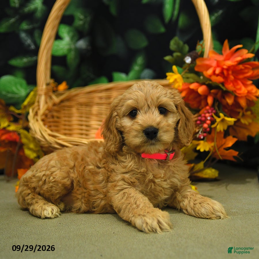 Cockapoo dogs Stacy  - Ad 1