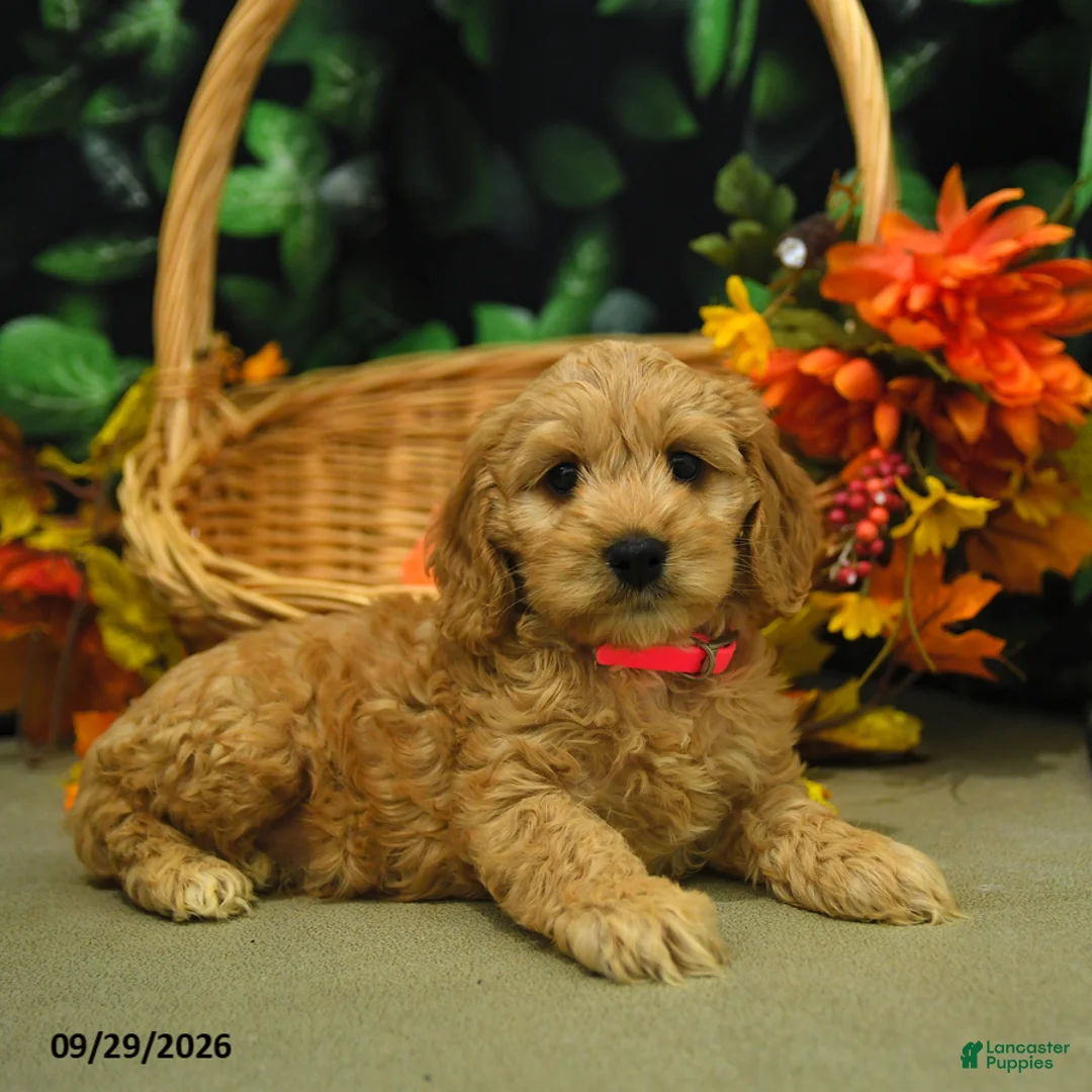 Cockapoo dogs for sale: Stacy  - Ad 1