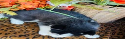 Siberian Husky dogs for sale: Valerie - Ad 4