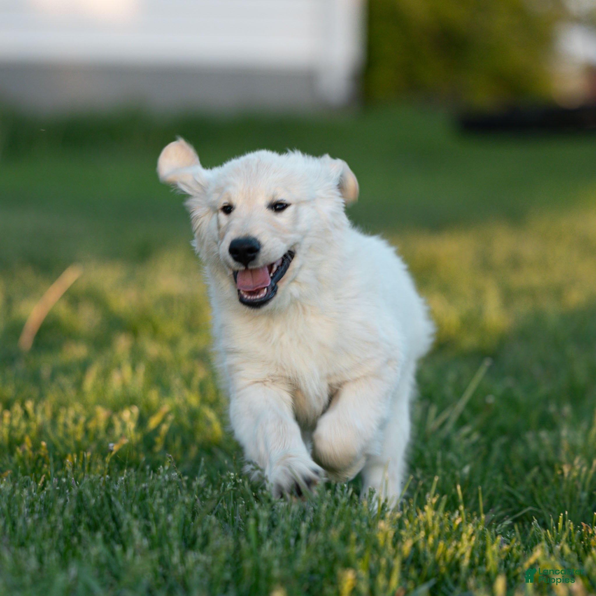 Golden Retriever dogs Mike the TRAINED Golden Retriever Puppy  - Ad 1
