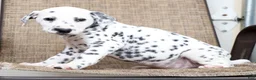 Dalmatian dogs for sale: Brittney - Ad 9