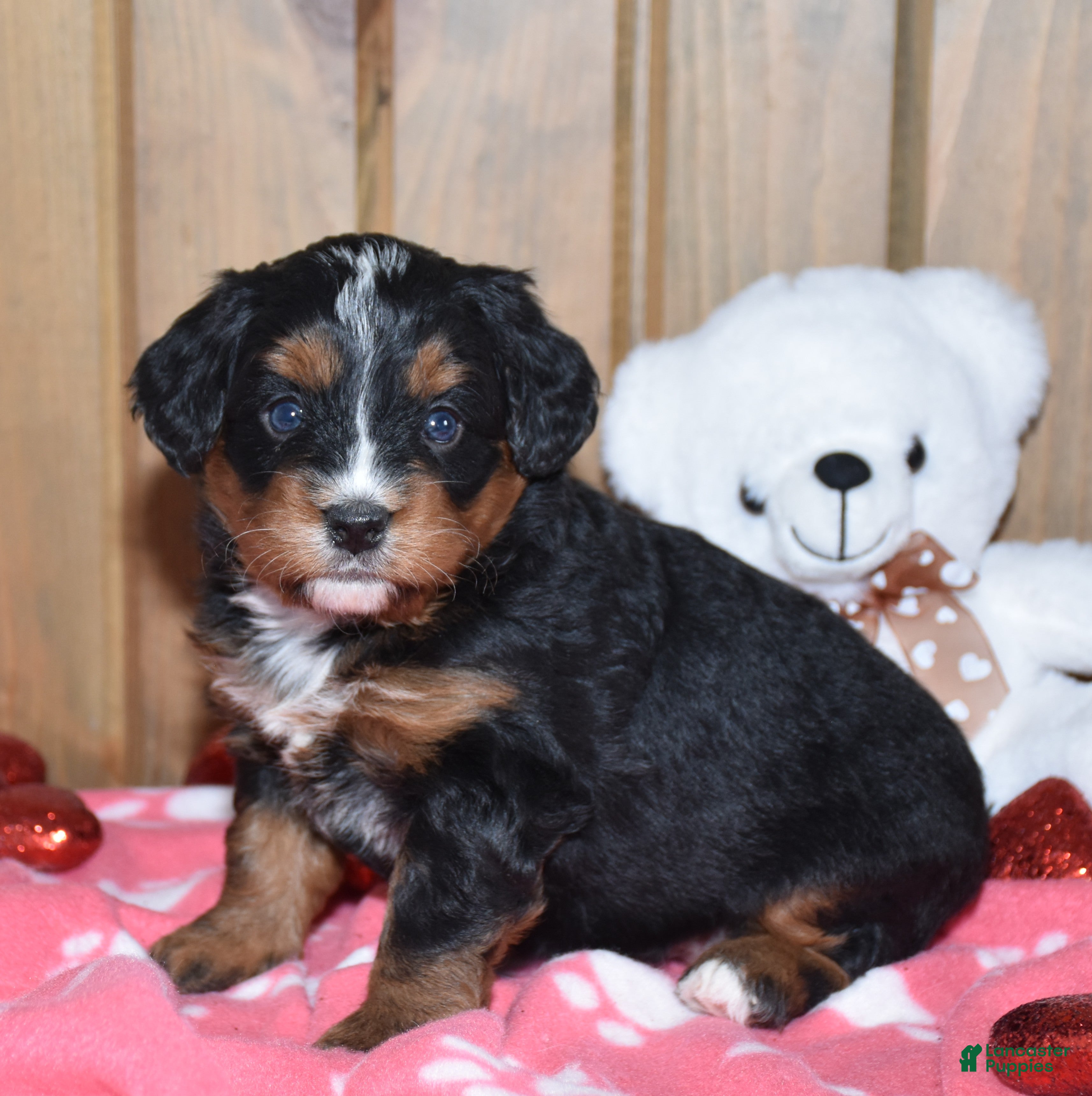 Mini Bernedoodle dogs Minnie - Ad 40