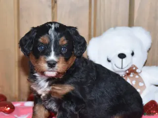Mini Bernedoodle dogs Minnie - Ad 32