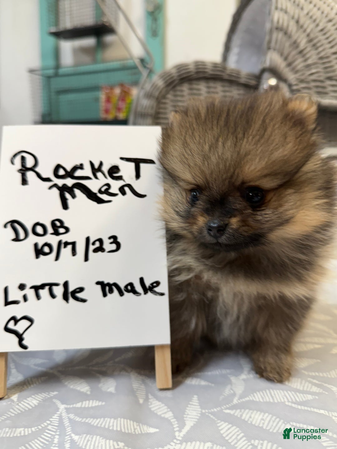 Pomeranian dogs for sale: Tiny ROCKET MAN - Ad 6