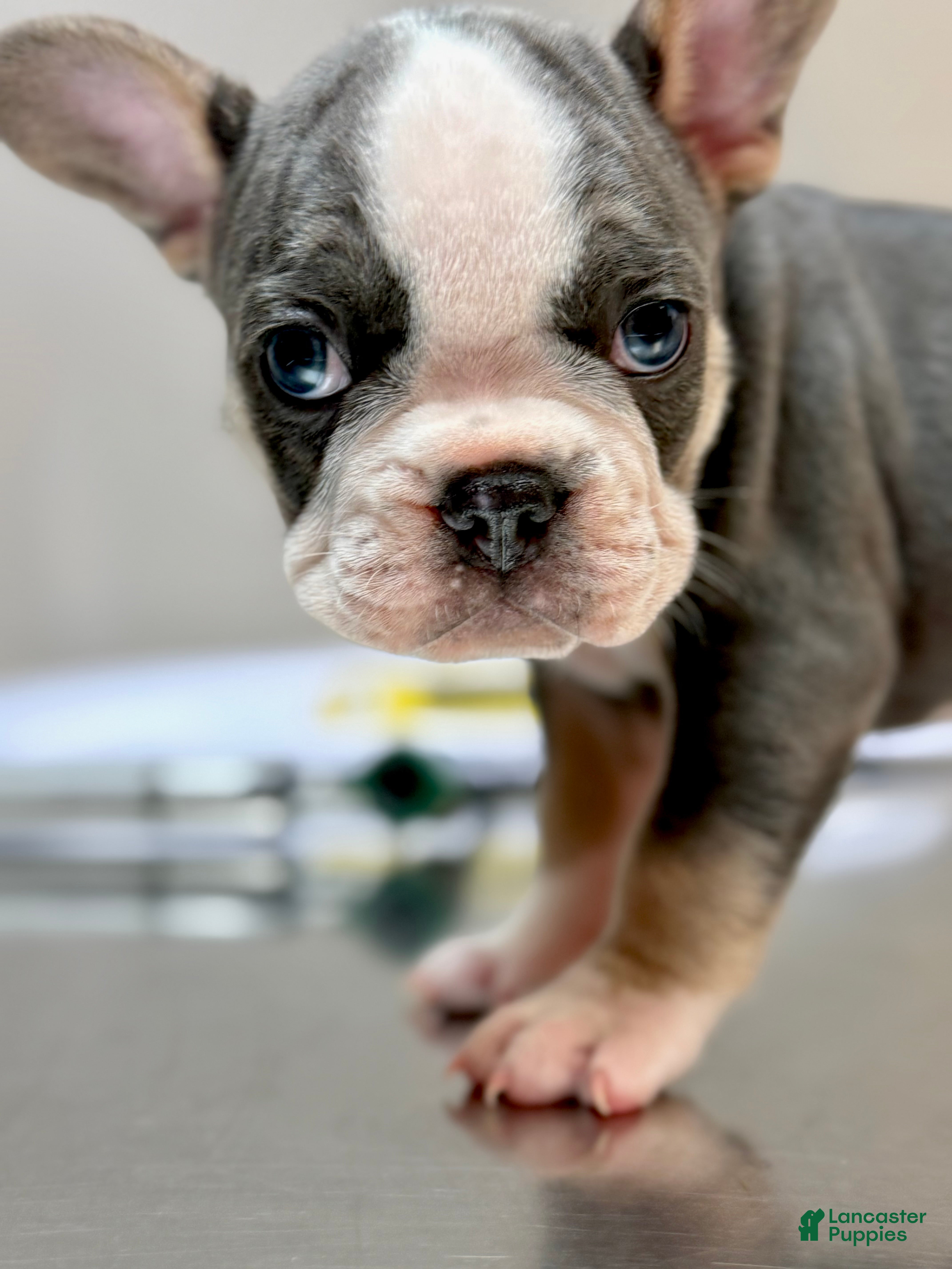 Frenchton dogs Scout - Ad 42