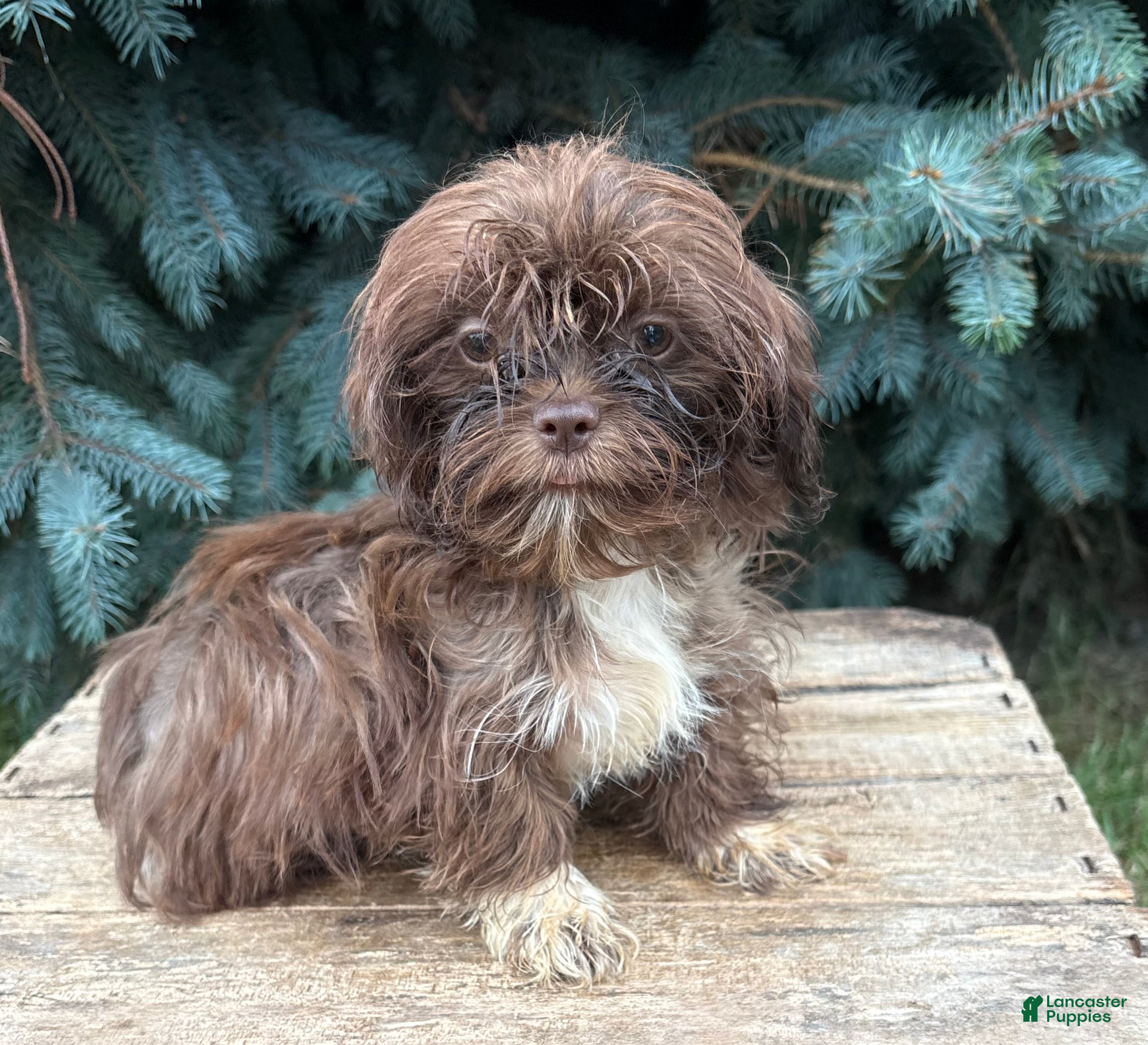 Shih Tzu dogs Hallie - Ad 2