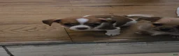 Mixed Breed dogs for sale: Oliver - Ad 6