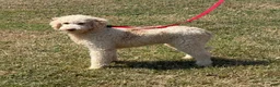 Mini Goldendoodle dogs for sale: Spirit - Ad 6
