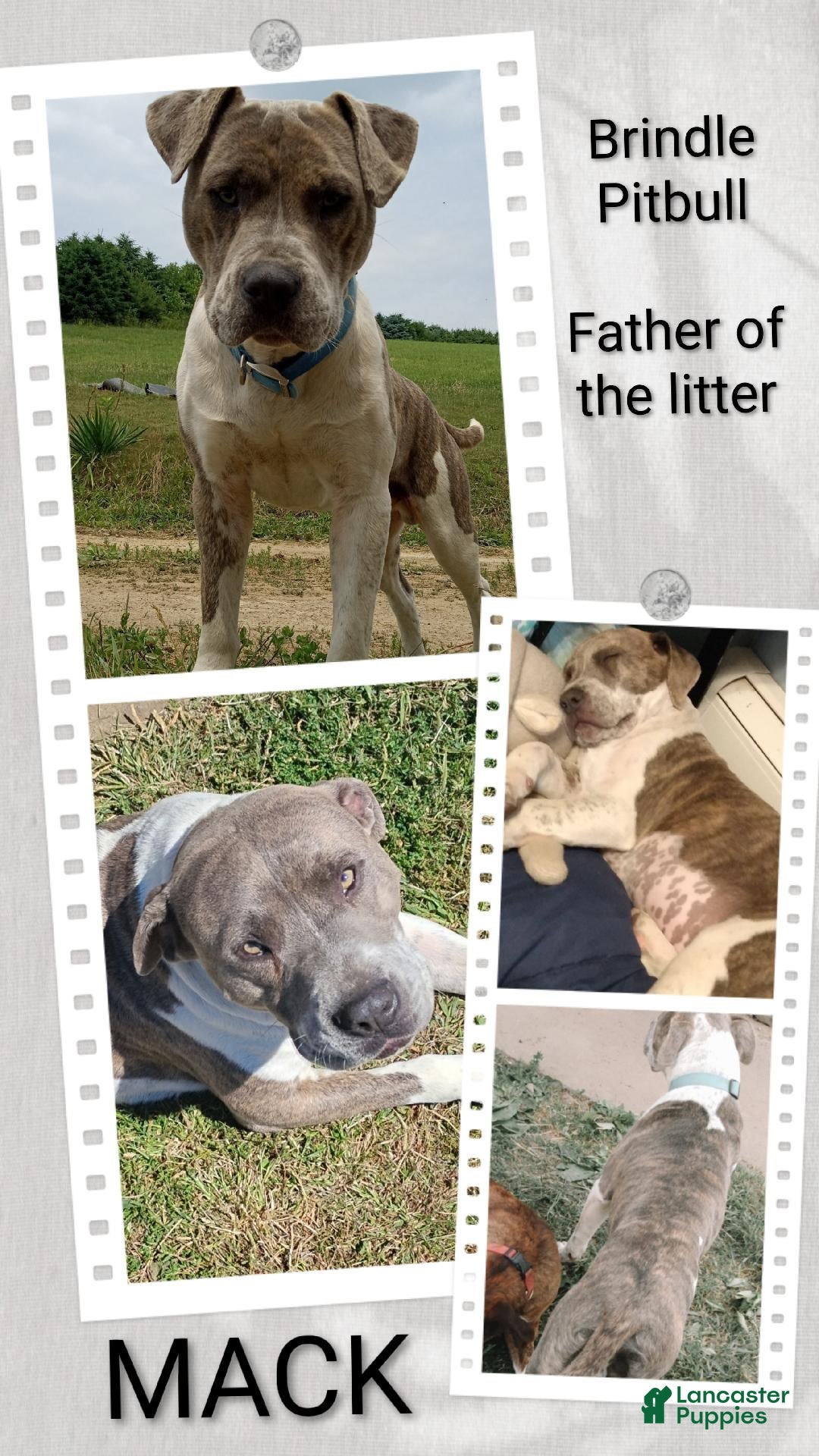 American Pit Bull Terrier dogs for sale: FROST - Ad 7