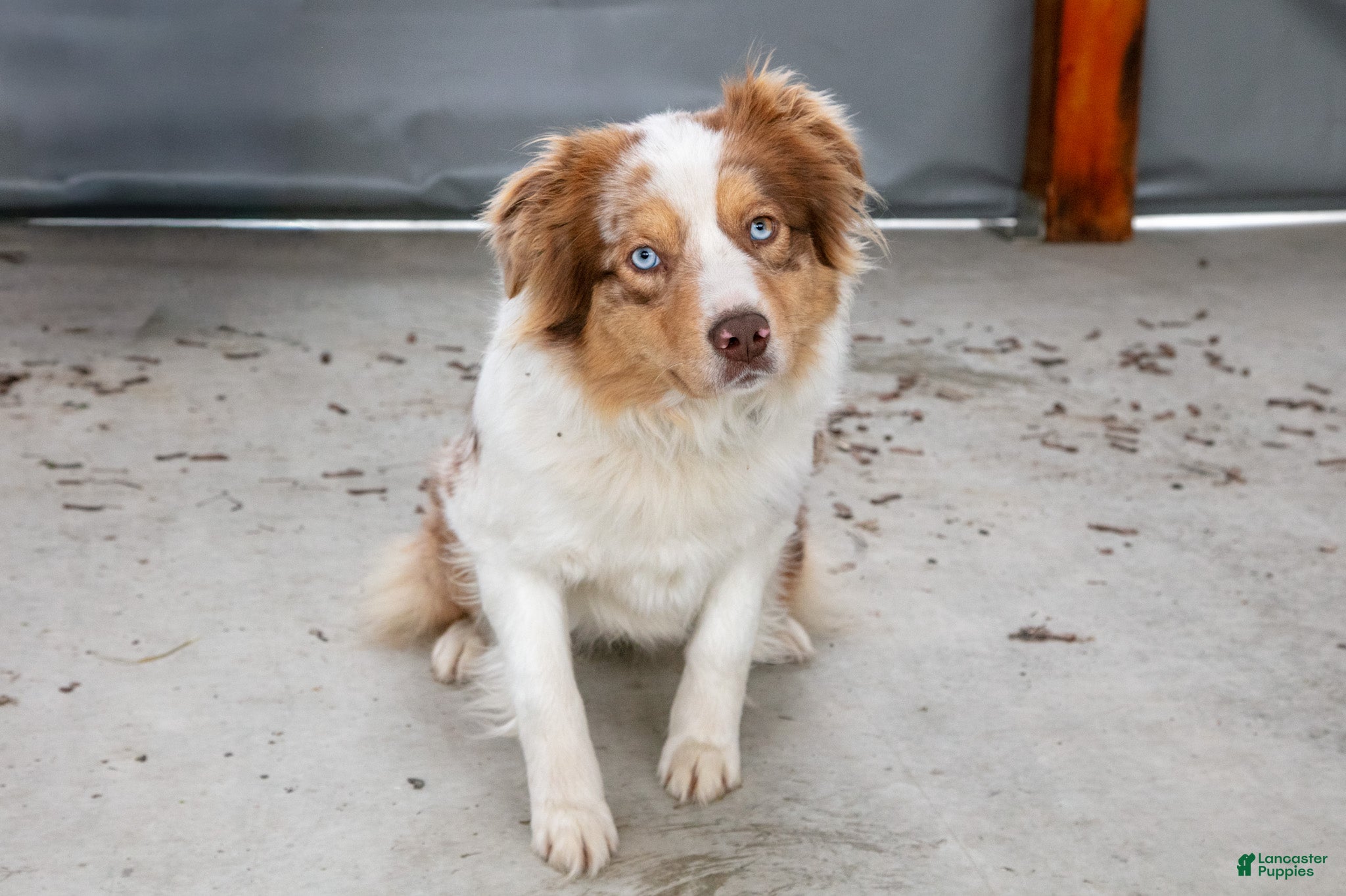 Australian Shepherd dogs Lexi - Ad 1